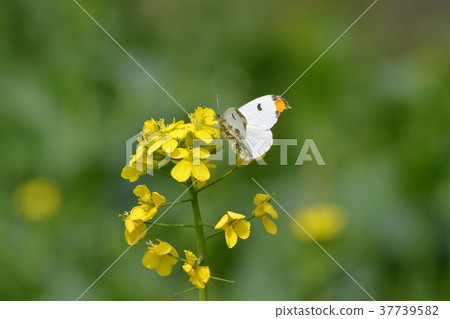 Rape flowers and butterflies 37739582