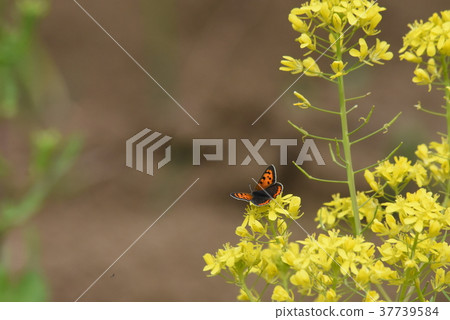 Rape flowers and butterflies 37739584