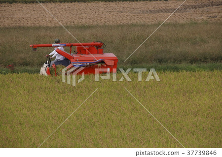 Rice harvest landscape Rice harvest landscape 37739846