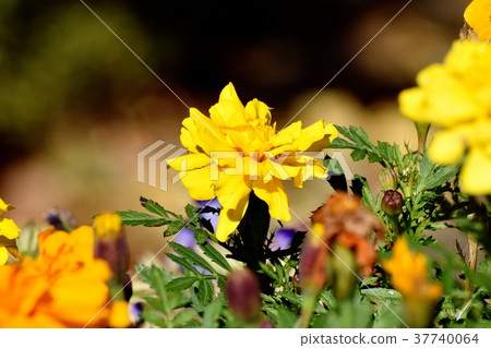 萬壽菊盛開在東京三鷹市三鷹森川公園 37740064