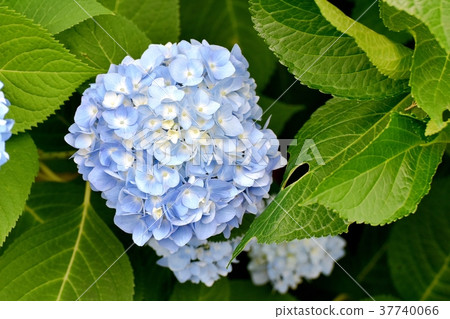 開花在Mitaka Nakahara,Mitaka市,東京的白色八仙花屬 開花在Mitaka Nakahara,Mitaka市,東京的白色八仙花屬 37740066