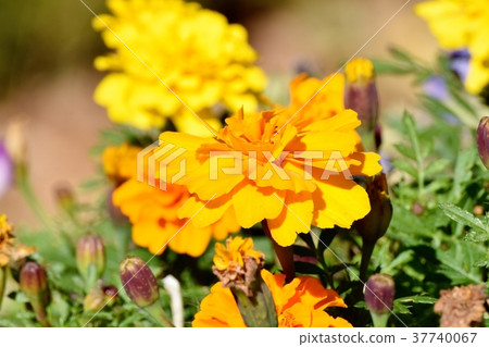 萬壽菊盛開在東京三鷹市三鷹森川公園 萬壽菊盛開在東京三鷹市三鷹森川公園 37740067