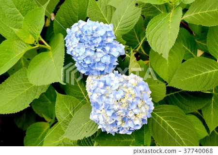 開花在Mitaka Nakahara,Mitaka市,東京的八仙花屬 開花在Mitaka Nakahara,Mitaka市,東京的八仙花屬 37740068