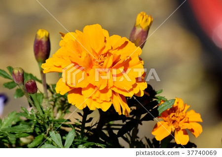 萬壽菊盛開在東京三鷹市三鷹森川公園 萬壽菊盛開在東京三鷹市三鷹森川公園 37740069