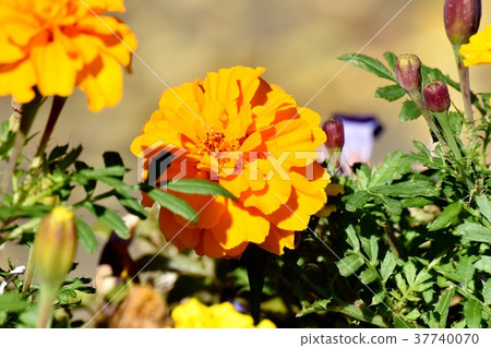 萬壽菊盛開在東京三鷹市三鷹森川公園 萬壽菊盛開在東京三鷹市三鷹森川公園 37740070