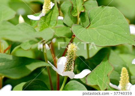 在東京三鷹市三鷹中原開花的植物 在東京三鷹市三鷹中原開花的植物 37740359
