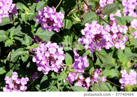 Kobano Lantana blooming in Mitaka Nakahara, Mitaka City, Tokyo 37740484