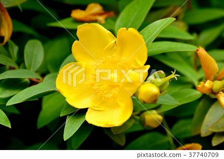 Plants of Mitaka City, Tokyo, Kinshibai blooming in Mitaka Nakahara 37740709