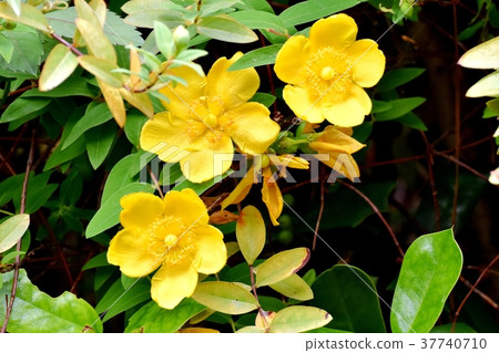 Plants of Mitaka City, Tokyo, Kinshibai blooming in Mitaka Nakahara Plants of Mitaka City, Tokyo, Kinshibai blooming in Mitaka Nakahara 37740710