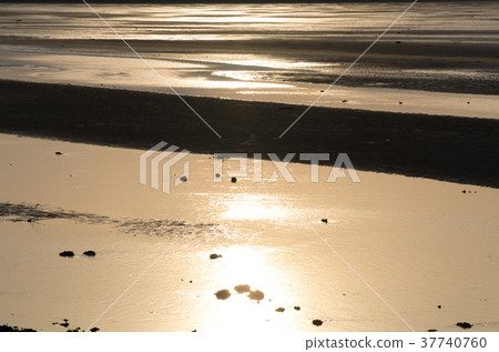 Scenery of shellfish fishing 37740760