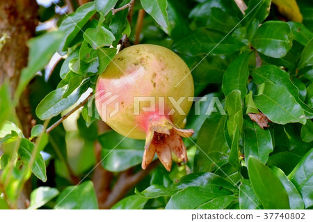 成為東京三鷹市的三鷹中原的石榴果實 37740802
