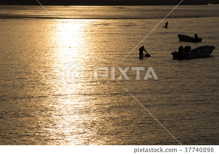Scenery of the shellfish collection fishing of twilight Scenery of the shellfish collection fishing of twilight 37740898