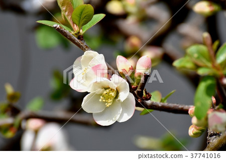 開花在Mitaka Nakahara,Mitaka市,東京的Bokeh花 開花在Mitaka Nakahara,Mitaka市,東京的Bokeh花 37741016