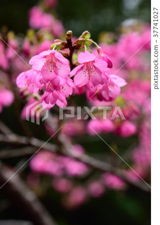 Amami Hikanzakura 09 37741027