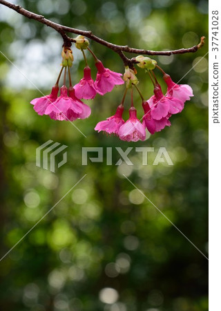 Amami Hikanzakura 10 37741028