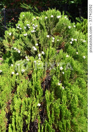 Konotegashiwa與水果 37741092