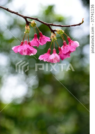 Amami Hikanzakura 12 37741136