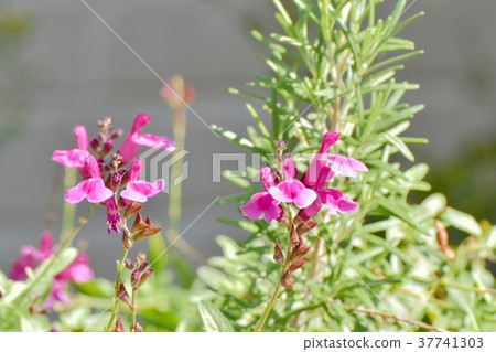 Salvia microphila blooming in Mitaka Nakahara, Mitaka City, Tokyo 37741303