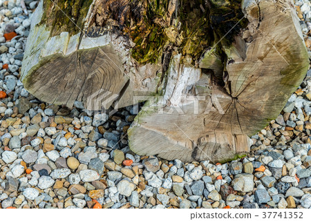 Corroded wood rot wood eucalyptus wood grain wood grain wood trunk tree Trunk wood wood 37741352