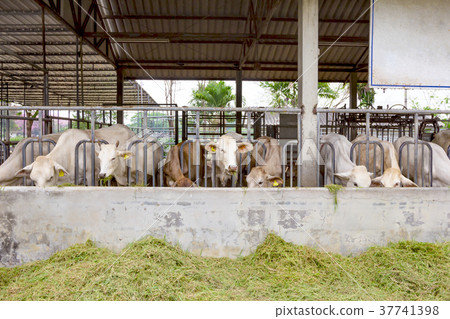 Beef Cattle Cow livestock in farm 37741398