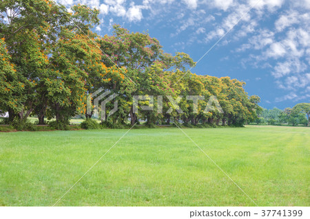 Peltophorum pterocarpum tree with windbreak Peltophorum pterocarpum tree with windbreak 37741399