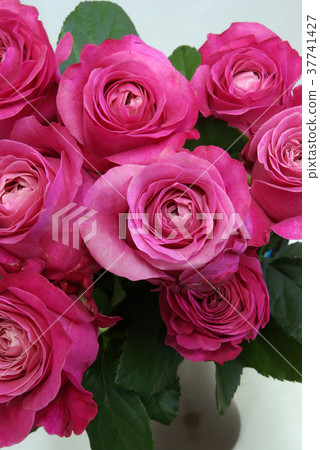 Pink Rose All Four Love Pink Rose All Four Love 37741427
