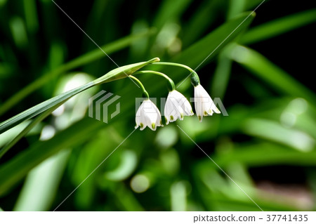 在東京三鷹市三鷹中原開花的雪花。 37741435