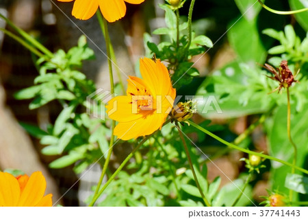 三鷹市的植物，東京Kibana波斯菊盛開在三鷹中原 37741443