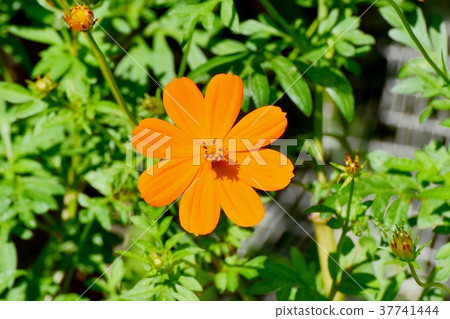 三鷹市的植物，東京Kibana波斯菊盛開在三鷹中原 37741444