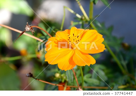 Plants of Mitaka City, Tokyo Kibana Cosmos Blooming in Mitaka Nakahara 37741447
