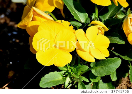 Pansy blooming in Mitaka Nakahara, Mitaka City, Tokyo 37741706