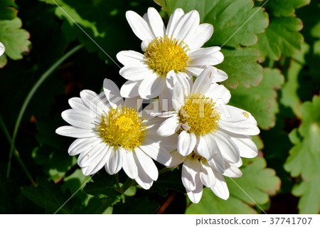 盛開在Mitaka Nakahara，Mitaka市，東京的植物 37741707