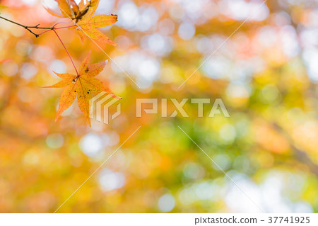 Momiji 37741925