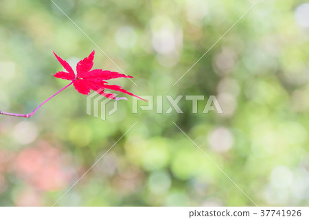 Momiji 37741926