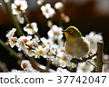[Bird] White-eye and plum (17) 37742047