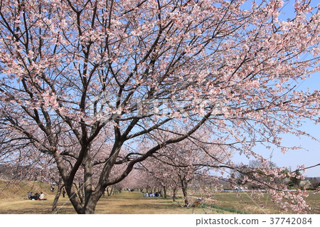 Sakado City Anko cold cherry blossoms 37742084
