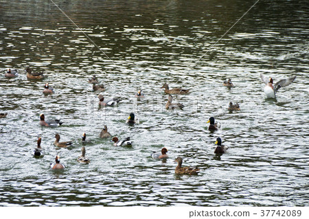 Flock of waterfowl Flock of waterfowl 37742089