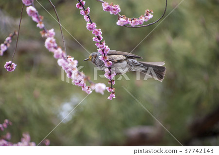 White-tailed chicks and peach flowers 37742143