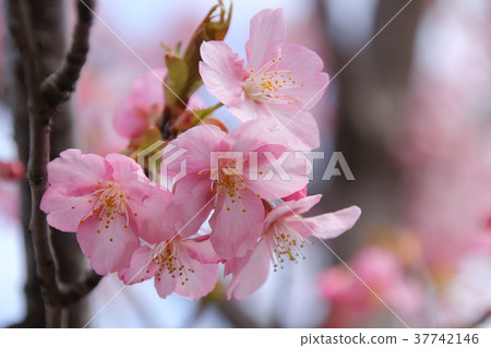 Cherry blossoms blooming in satoyama 37742146
