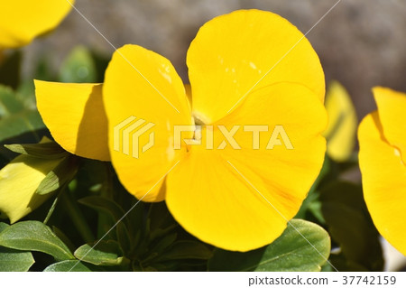 開花在中原，三鷹市，三鷹市，東京的蝴蝶花 37742159