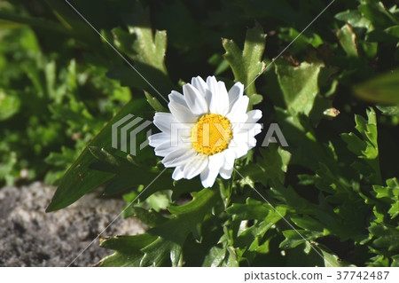 在東京三鷹市三鷹市中原開花的植物(Mokkunsuniku tree spring chrysanthemum) 在東京三鷹市三鷹市中原開花的植物(Mokkunsuniku tree spring chrysanthemum) 37742487
