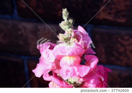 開花植物在Mitaka Nakahara,Mitaka市,東京 開花植物在Mitaka Nakahara,Mitaka市,東京 37742600