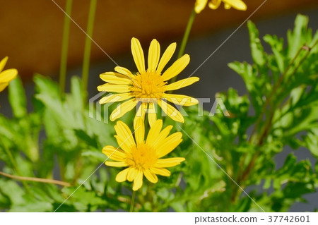 開花在Mitaka Nakahara，Mitaka市，東京的植物 37742601