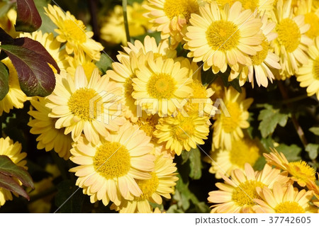 Spray mike blooming in Mitaka Nakahara, Mitaka City, Tokyo 37742605