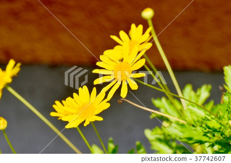 Plants blooming in Mitaka Nakahara, Mitaka City, Tokyo Plants blooming in Mitaka Nakahara, Mitaka City, Tokyo 37742607