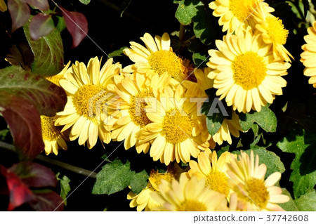 Spray mike blooming in Mitaka Nakahara, Mitaka City, Tokyo 37742608