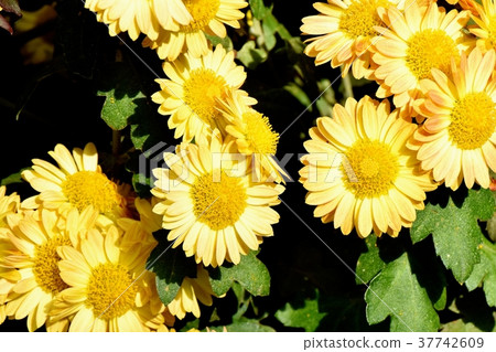 Spray mike blooming in Mitaka Nakahara, Mitaka City, Tokyo 37742609