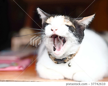 貓 37742610