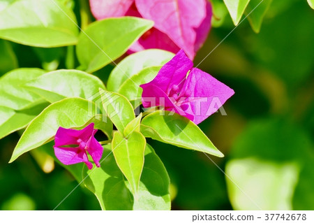 在東京三鷹市三鷹中原開花的九重葛 在東京三鷹市三鷹中原開花的九重葛 37742678