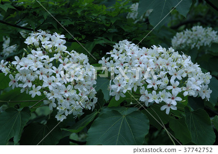 油桐花,落花,水,蜜汁,花蜜,花,花瓣,開花,植物 37742752